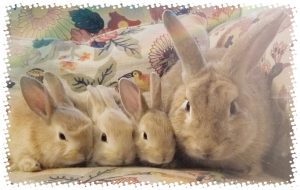 Easter Events - live bunnies