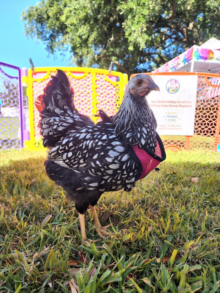 Schools and Events - Mobile Petting Zoo