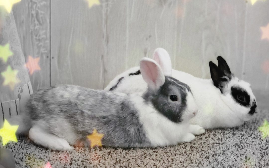 Rabbit Handling and Care Guide