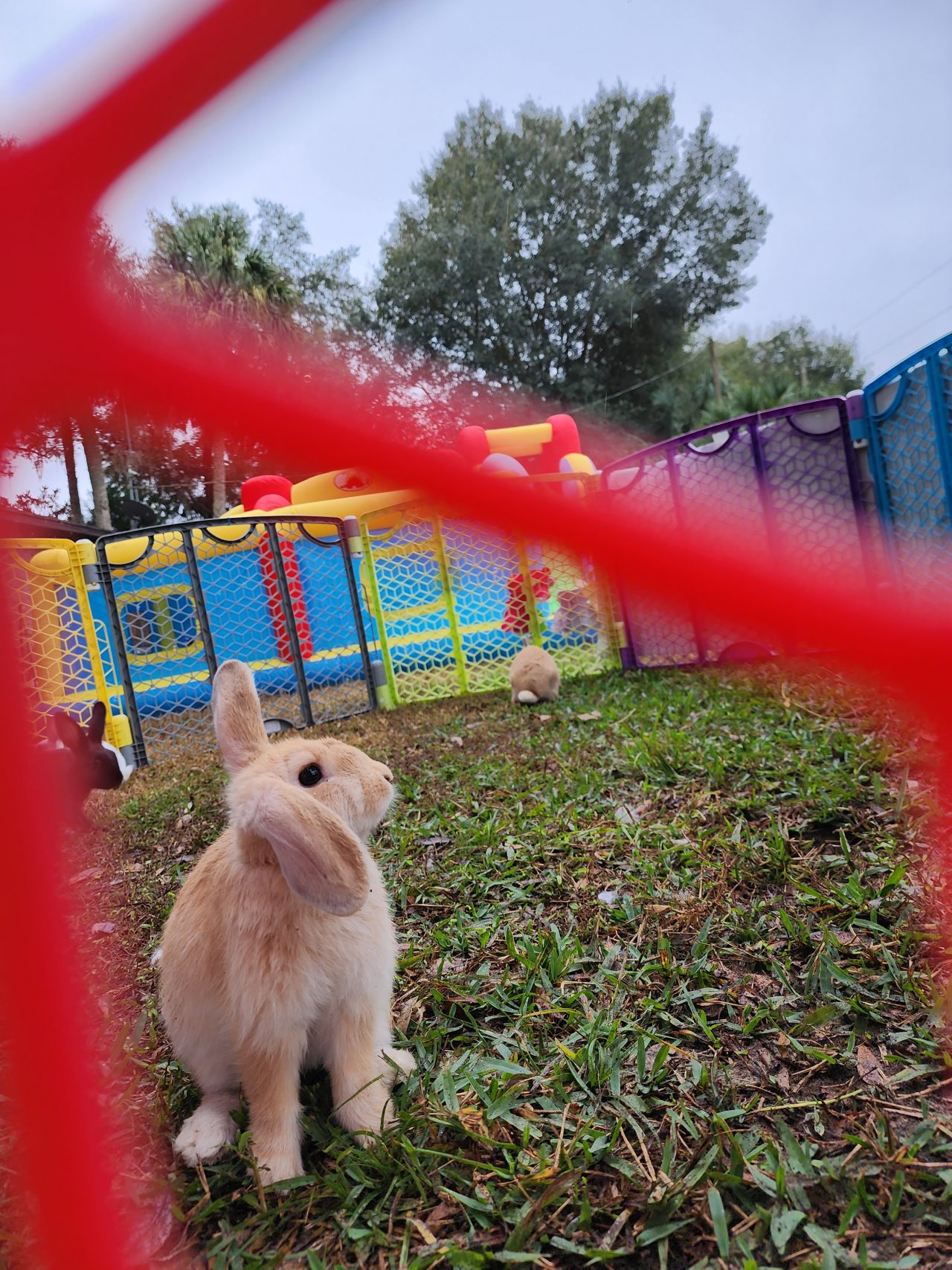 BBB Party Bunnies, Bubbles, and Bounces Bella's Little Farm