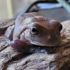 frog