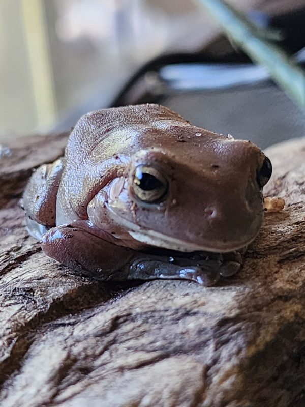 frog