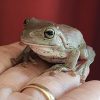 frog