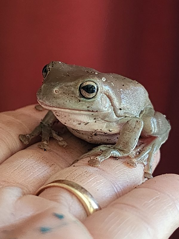 frog
