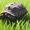 Tortoise