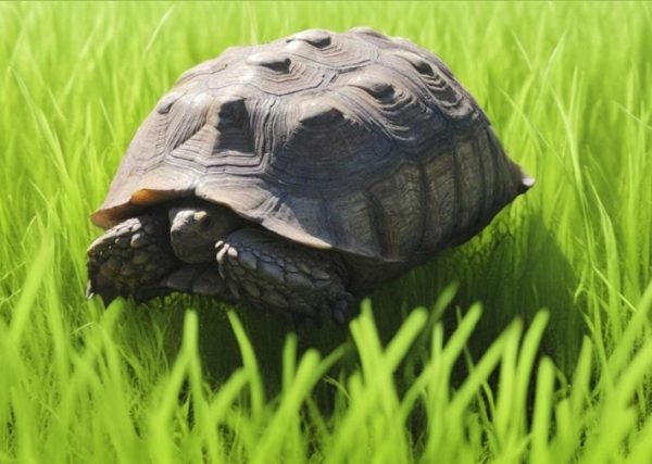 Tortoise