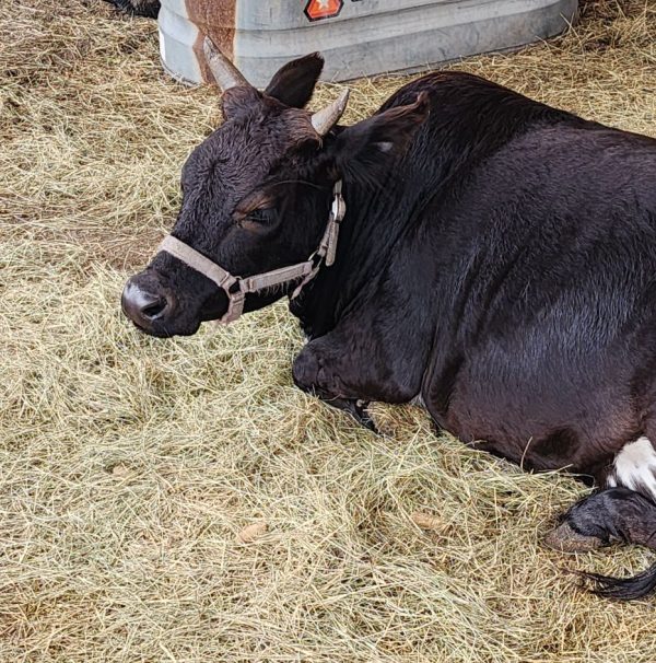 Peaches - Miniature Zebu