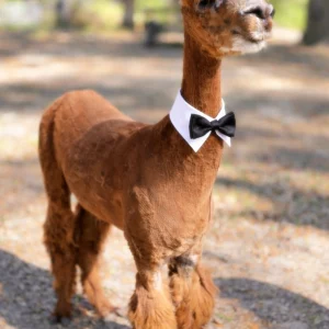 Elliott in his finest suite