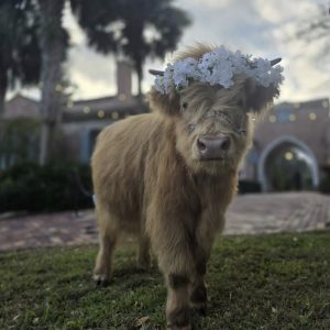 Holy Cow! It's my birthday!