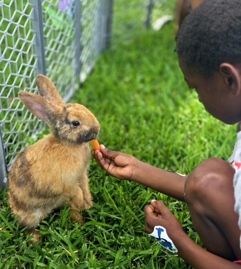 A child feeding a rabbit with
Bella's Little Farm mobile petting zoo event, 2026