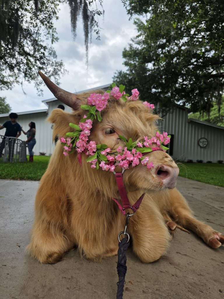 A Scottish Highland cow wearing a flower crown at a Bella's Little Farm event, 2026