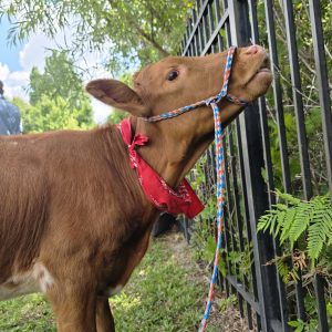 Animal-Gram - Mini Cow
