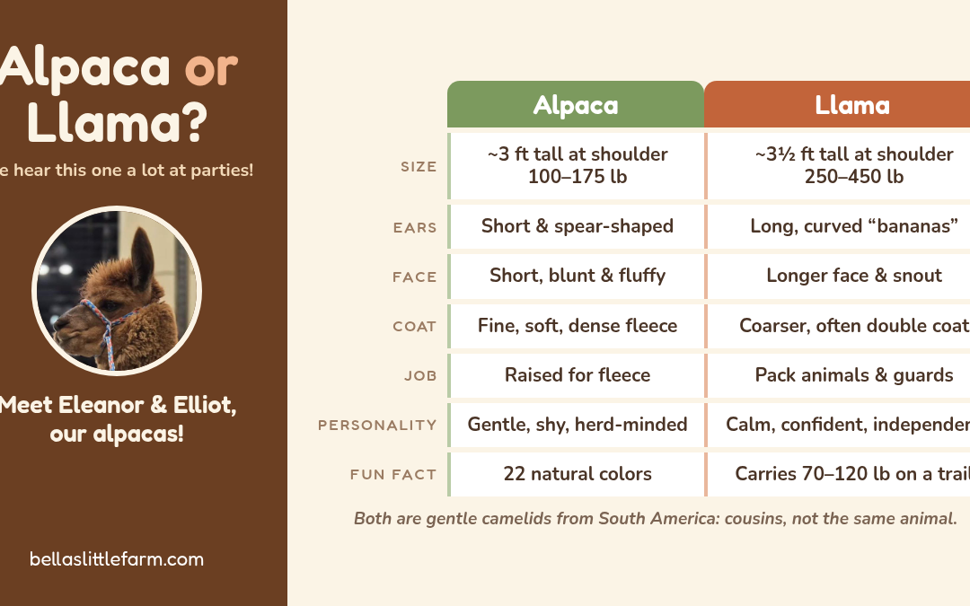 Alpaca or Llama? How to Tell the Difference