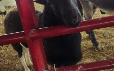 Join Bella’s Little Farm at Southern Hill Farms’ 11th Annual Fall Festival: Come Celebrate America’s 250th!