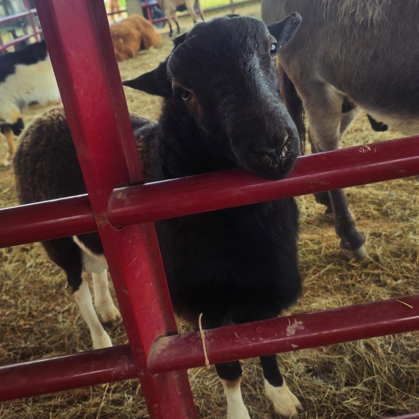 Truffle, Bella’s Little Farm’s Florida Hair Sheep, resting his chin on the red fence at the petting zoo during Southern Hill Farms’ 11th Annual Fall Festival